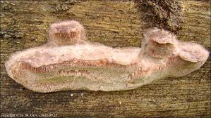 Attēlu rezultāti vaicājumam “Leptoporus mollis”