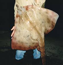 Image result for Rostroraja alba