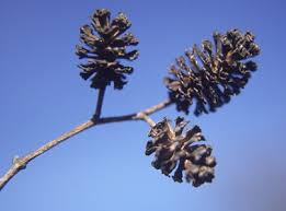 Attēlu rezultāti vaicājumam “Alnus glutinosa fruit”