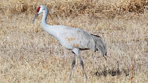 Attēlu rezultāti vaicājumam “Gruiformes”