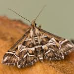 Attēlu rezultāti vaicājumam “Diasemia reticularis”