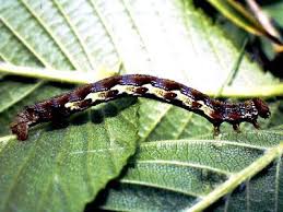 Attēlu rezultāti vaicājumam “Erannis defoliaria larva”