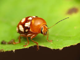 Attēlu rezultāti vaicājumam “Chrysomelidae”