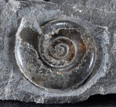 Attēlu rezultāti vaicājumam “Planorbis planorbis”