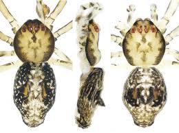 Attēlu rezultāti vaicājumam “Theridiidae”