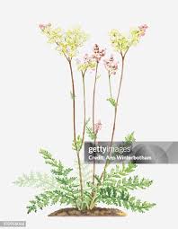 Attēlu rezultāti vaicājumam “Armeria vulgaris leaf”