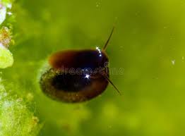 Attēlu rezultāti vaicājumam “Planorbis planorbis”