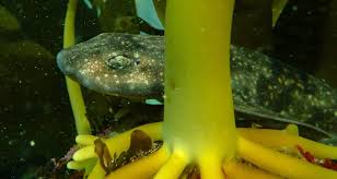 Image result for Haploblepharus pictus