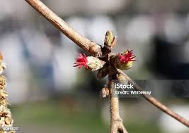 Attēlu rezultāti vaicājumam “Corylus avellana female flower”