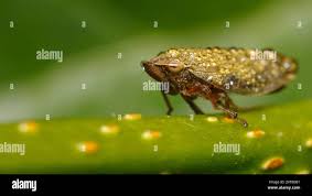 Attēlu rezultāti vaicājumam “Aphrophora salicina”