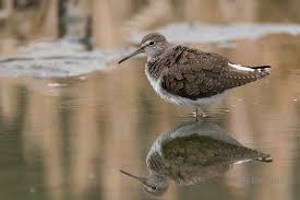 Attēlu rezultāti vaicājumam “Tringa ochropus”