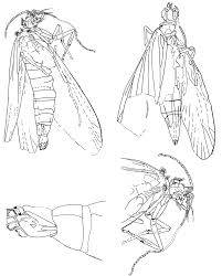Attēlu rezultāti vaicājumam “Eriocraniidae”