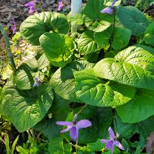 Attēlu rezultāti vaicājumam “Robinia neomexicana flower”