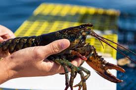 Image result for Homarus americanus