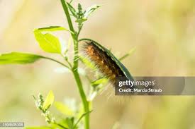 Attēlu rezultāti vaicājumam “Arctia caja larva”