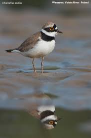 Attēlu rezultāti vaicājumam “Charadrius dubius adult”