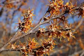 Attēlu rezultāti vaicājumam “Hamamelis vernalis”