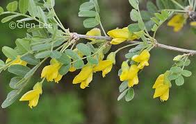 Attēlu rezultāti vaicājumam “Caragana arborescens flower”