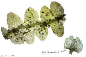 Attēlu rezultāti vaicājumam “Calypogeia integristipula”