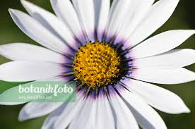 Image result for Dimorphotheca pluvialis