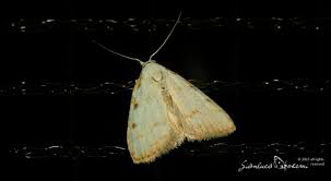 Attēlu rezultāti vaicājumam “Nola aerugula”