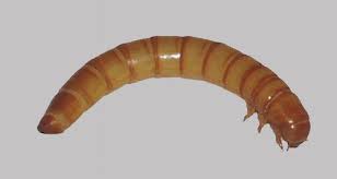 Attēlu rezultāti vaicājumam “Elateridae larva”