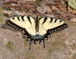 Attēlu rezultāti vaicājumam “Papilionidae”