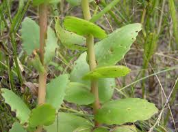 Attēlu rezultāti vaicājumam “Hylotelephium telephium”