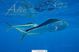 Image result for Coryphaena hippurus