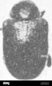 Attēlu rezultāti vaicājumam “Adoxus obscurus”