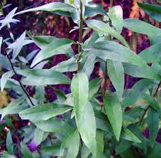 Attēlu rezultāti vaicājumam “Solidago virgaurea leaf”