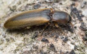 Attēlu rezultāti vaicājumam “Dalopius marginatus”