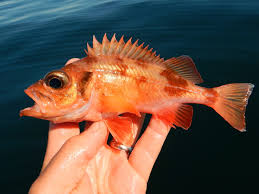 Image result for Sebastes fasciatus