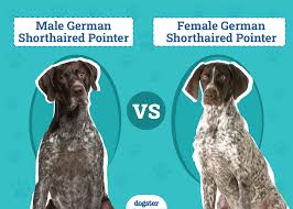 Image result for Pointers