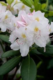 Attēlu rezultāti vaicājumam “Rhododendron catawbiense flower”