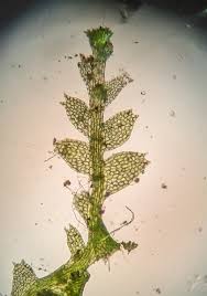 Attēlu rezultāti vaicājumam “Lophocolea coadunata”