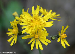 Attēlu rezultāti vaicājumam “Hieracium murorum bud”
