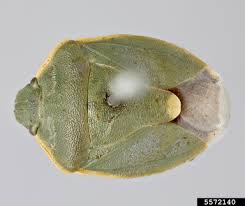 Attēlu rezultāti vaicājumam “Chlorochroa juniperina”