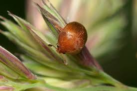 Attēlu rezultāti vaicājumam “Cychramus luteus”