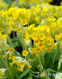Attēlu rezultāti vaicājumam “Primula veris”