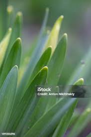 Attēlu rezultāti vaicājumam “Narcissus leaf”