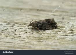 Attēlu rezultāti vaicājumam “Cydia splendana”