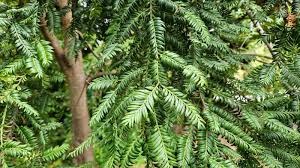 Attēlu rezultāti vaicājumam “Cribraria ferruginea”