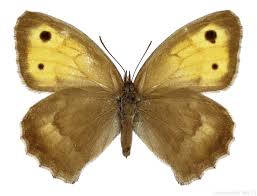 Attēlu rezultāti vaicājumam “Hyponephele lycaon male”