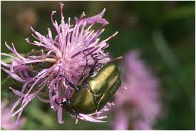 Attēlu rezultāti vaicājumam “Potosia cuprea”