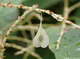 Attēlu rezultāti vaicājumam “Reynoutria sachalinensis fruit”