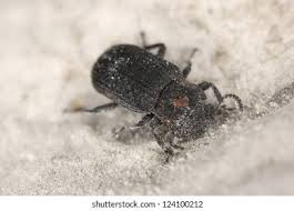 Attēlu rezultāti vaicājumam “Bolitophagus reticulatus imago”