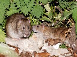 Attēlu rezultāti vaicājumam “Rattus norvegicus”