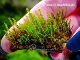 Attēlu rezultāti vaicājumam “Amblystegium serpens macro”