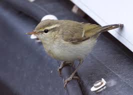 Attēlu rezultāti vaicājumam “Phylloscopus trochiloides”